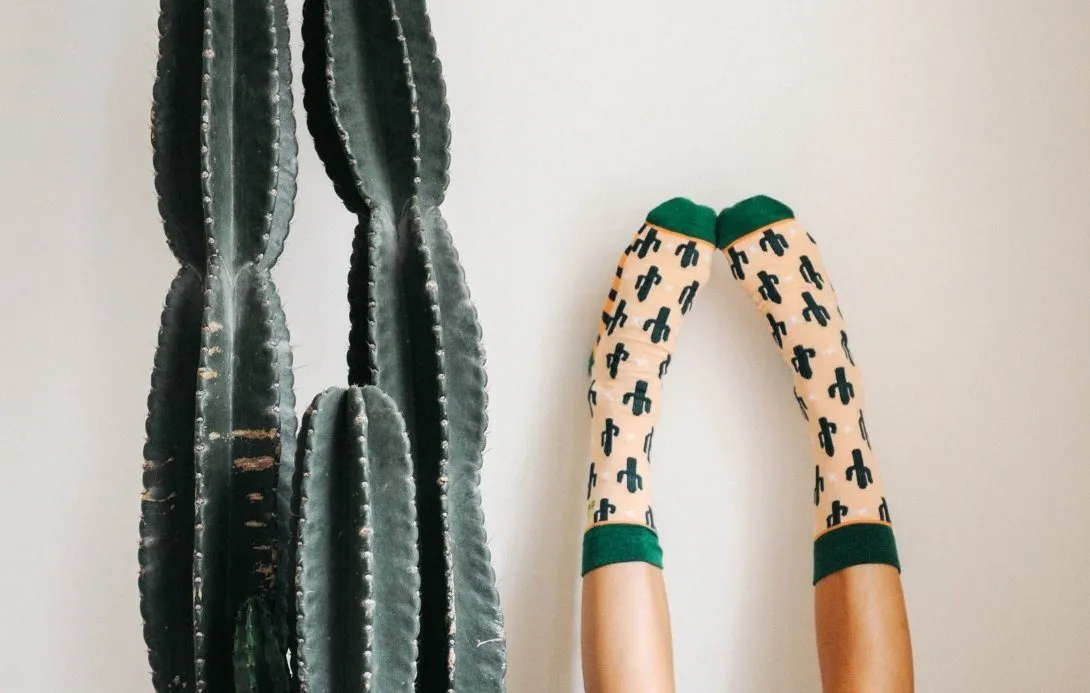 Cacti